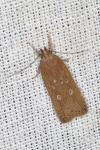 Helcystogramma triannulella