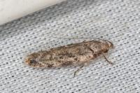 Psoricoptera gibbosella