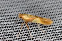 Caloptilia robustella