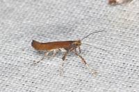 Caloptilia semifascia