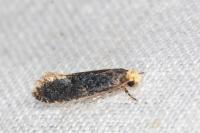 Monopis laevigella