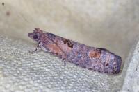 Epinotia maculana