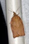 Pandemis heparana