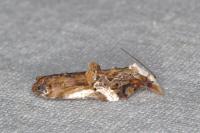 Acleris cristana