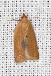 Clepsis consimilana