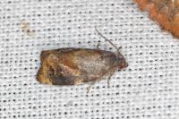 Ditula angustiorana