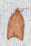Acleris rhombana