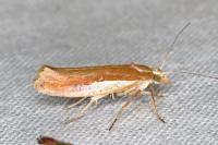 Ypsolopha parenthesella