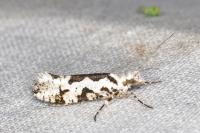 Ypsolopha sequella