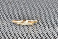 Argyresthia bonnetella