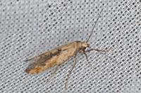 Epermenia