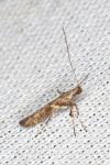 Caloptilia semifascia