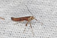 Caloptilia semifascia