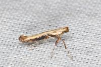 Caloptilia semifascia