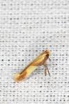 Caloptilia robustella