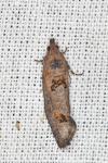 Epinotia maculana