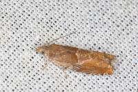 Epinotia tenerana