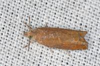 Epinotia tenerana