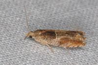 Epinotia tenerana