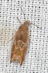 Epinotia tenerana