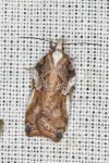 Acleris cristana