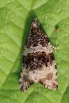 Celypha cespitana