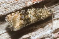 Celypha lacunana