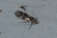 Teleiodes luculella