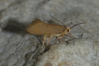 Crassa unitella