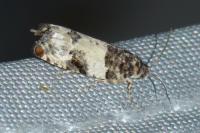 Gypsonoma sociana