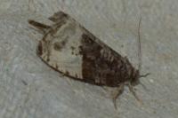 Hedya pruniana