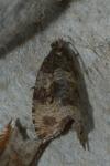 Orthotaenia undulana