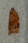 Ditula angustiorana