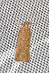 Helcystogramma triannulella
