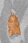 Acleris rhombana
