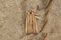 Agonopterix nervosa