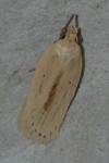 Agonopterix pallorella
