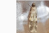 Oegoconia