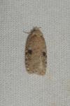 Agonopterix propinquella