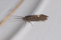 Esperia sulphurella