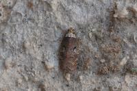 Agonopterix conterminella