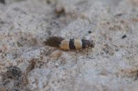 Goidanichiana jourdheuillella