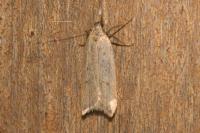 Dichomeris limosella