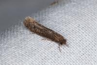 Elatobia fuliginosella
