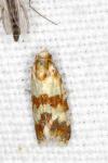 Aethes sanguinana