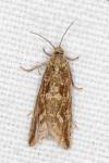 Bactra furfurana