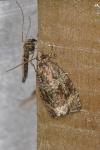 Celypha lacunana