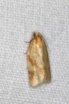 Clepsis pallidana