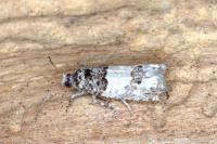 Epinotia thapsiana
