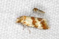 Aethes sanguinana